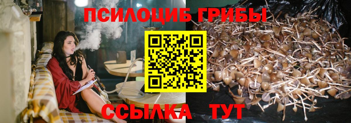 Георгиевск  Галлюциногенные грибы Psilocybine cubensis  дарнет шоп  Вход с VPN 